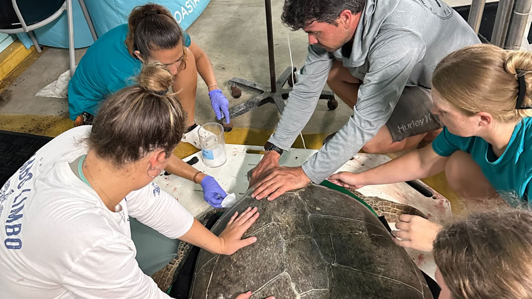 Coastal Stewards' staff attend to injured Sea Turtle, rescued from Gumbo Limbo beach